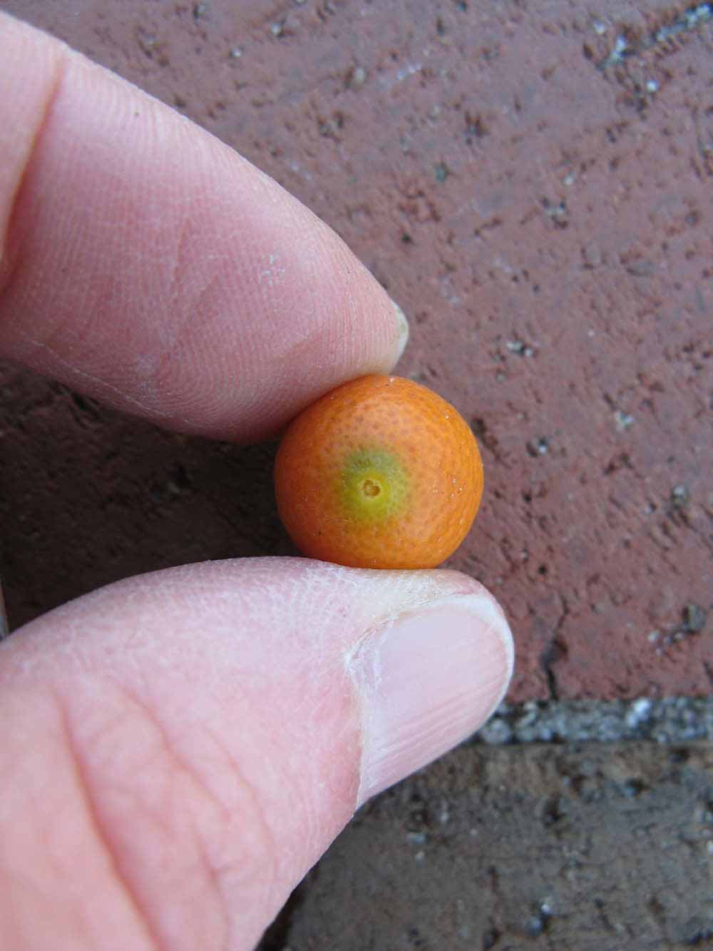              Fruit (Winter Haven, FL)       